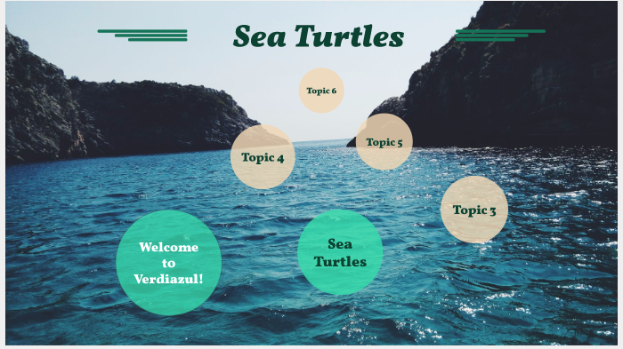 Sea Turtles by Cayden Olstad on Prezi
