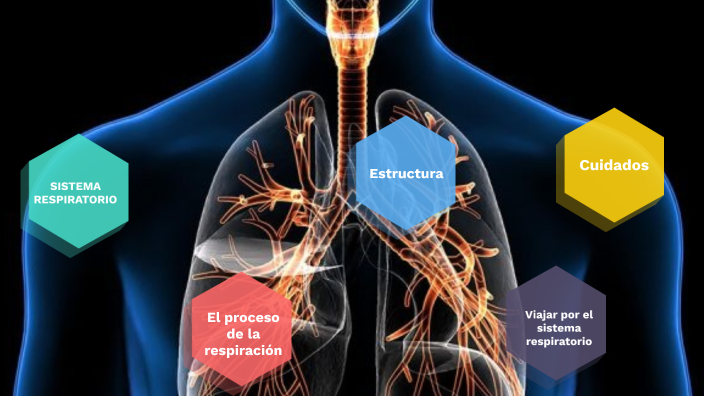 SISTEMA RESPIRATORIO by Stefhany Castro on Prezi