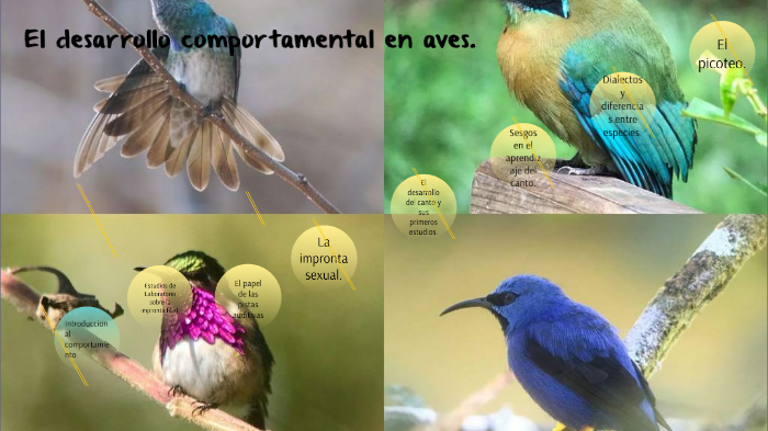 Desarrollo Comportamental en Aves. by Julissa Taveras on Prezi