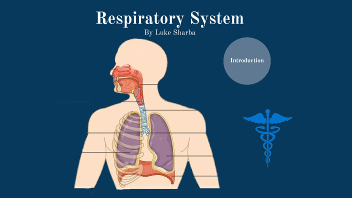 Respiratory System by Luke Sharba on Prezi