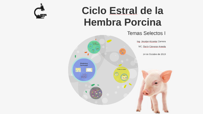 Ciclo Estral De La Hembra By Jocelyn Alcantar On Prezi 4260