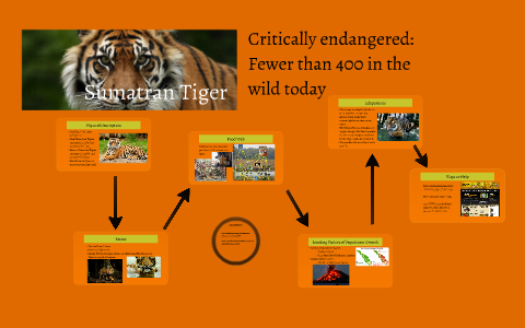 Sumatran Tiger by summer w on Prezi