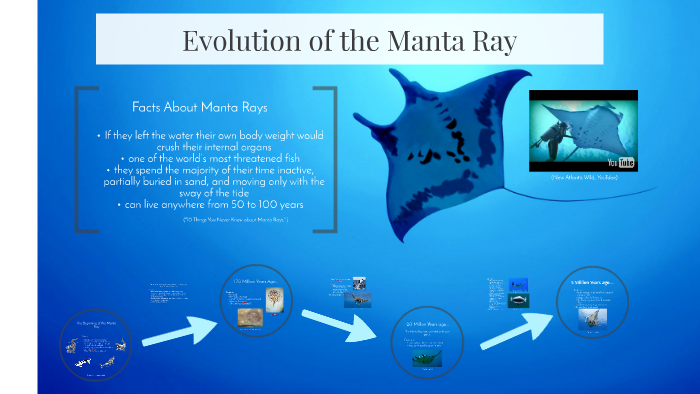 Evolution Of The Manta Ray By Julie Juhas 