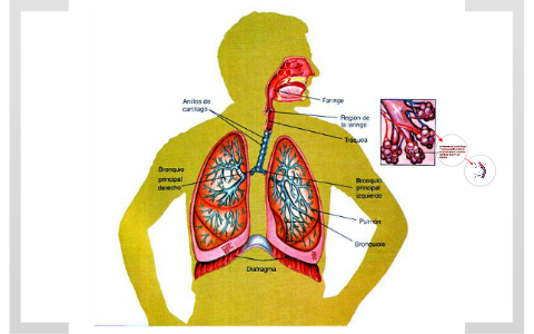 Sistema Respiratorio by Jose Sánchez Vargas on Prezi