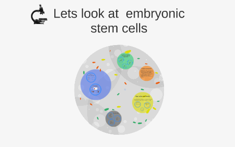 Lets look at embryonic stem cells by Kaylee Ferrell