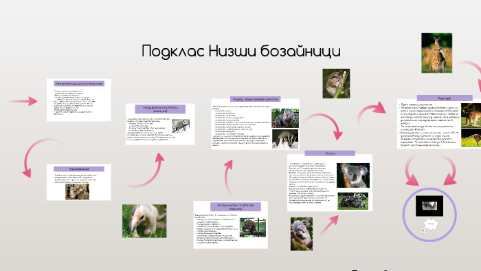 Подклас Низши бозайници by Elena Nacheva on Prezi