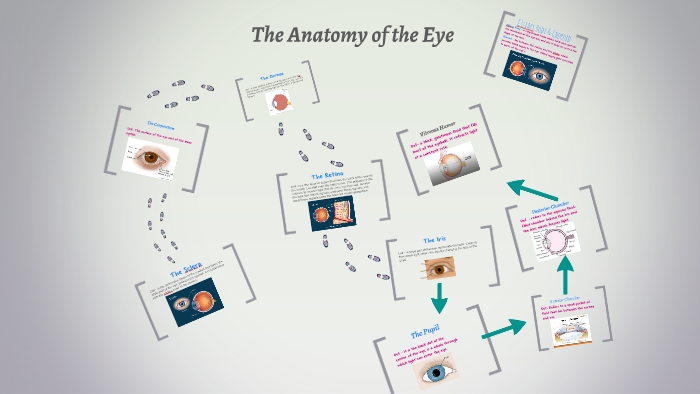 The Anatomy of the Eye by Erick Betancourt on Prezi