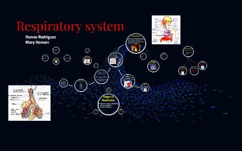 Respitory system by Mary Hansen on Prezi