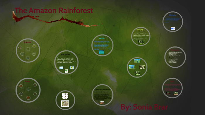The Amazon Rainforest by on Prezi