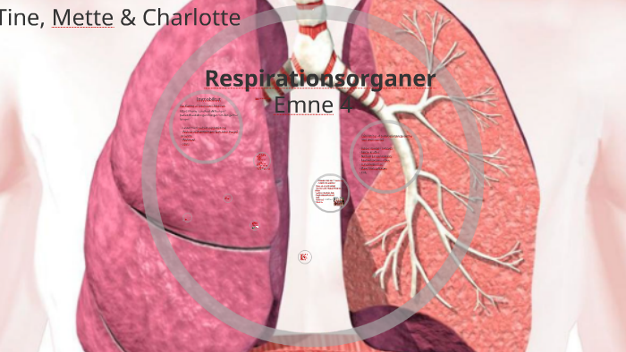 Respirationsorganer by Charlotte Madsen