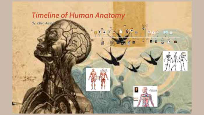 History of Anatomy by Eliza Amber on Prezi