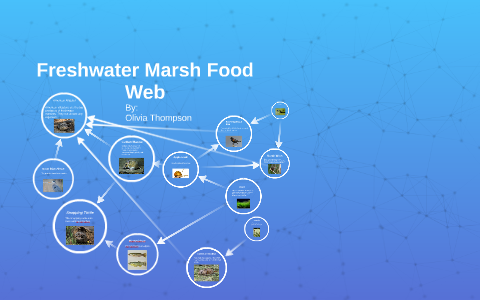 freshwater food web diagram