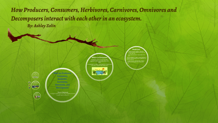 How Producers, Consumers, Herbivores, Carnivores, Omnivores by Ashley ...