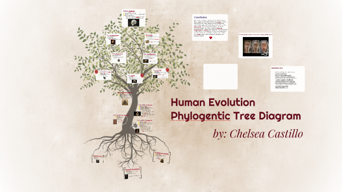 human evolution phylogeny