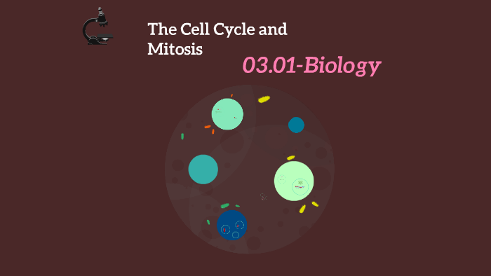 The Cell cycle and Mitosis by Tatyana Brintley on Prezi