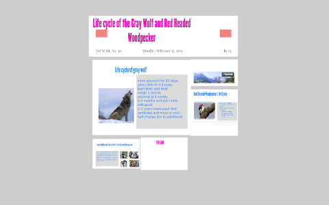 Life cycle of the Gray Wolf by Madison A on Prezi