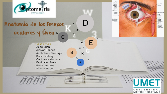 Anatomía De Los Anexos Oculares Y Úvea By Rebecca Alcívar Sánchez On Prezi 0650