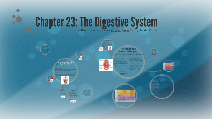 Chapter 23: The Digestive System By Kevin Baster On Prezi