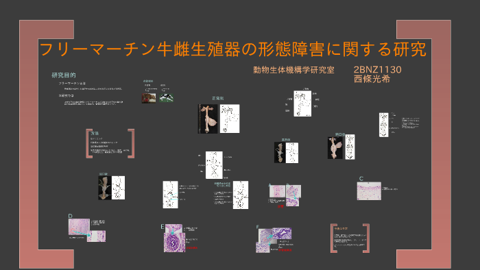 トリミング By 西條 光希 On Prezi Next