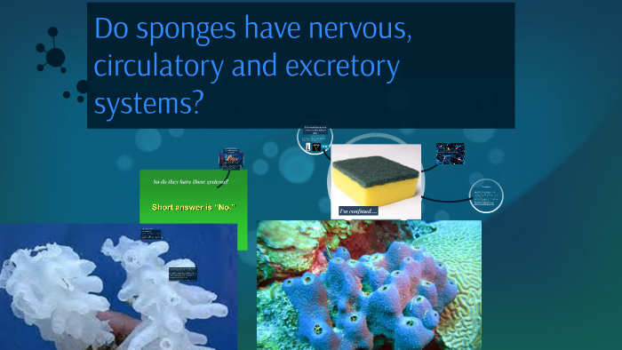 do sponges have legs to move
