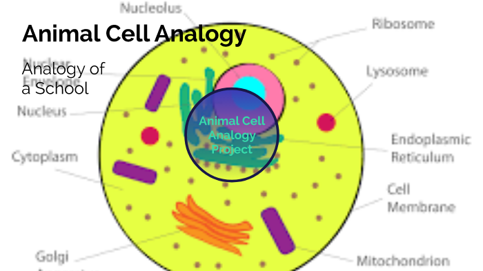 Animal Cell School Analogy by Amy Ebrahem on Prezi