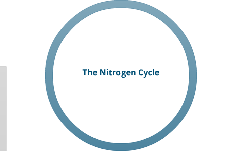 AP Biology Final Nitrogen Cycle Prezi by Dani Gnibus on Prezi