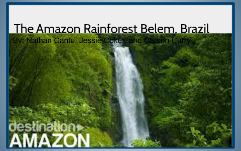 The Amazon Rainforest Belem, Brazil by jessie coker