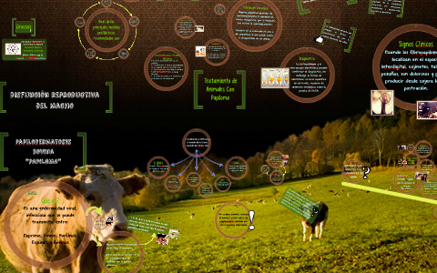 Disfunción reproductiva del Macho by Alexa ViDa on Prezi