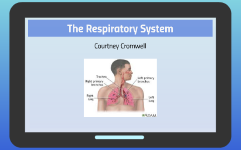 The Respiratory System by on Prezi