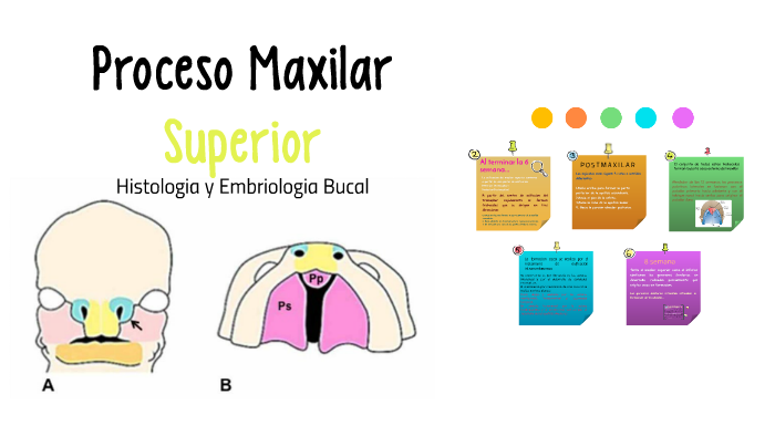 Proceso Maxilar By Ahilin Alonzo On Prezi 3878