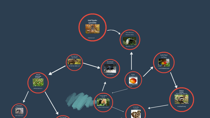 Amazon Rainforest Food Web by Calvin Little on Prezi