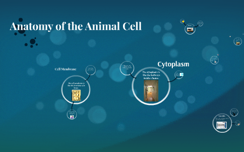 Anatomy of the Animal Cell by on Prezi