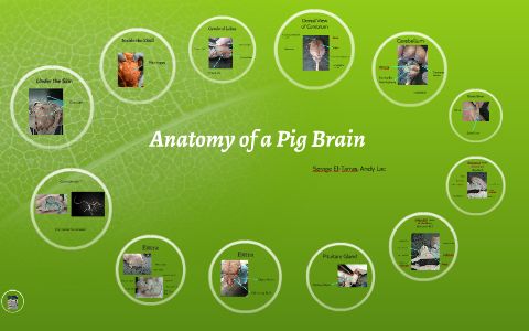 Anatomy of a Pig Brain by Andy Lac on Prezi