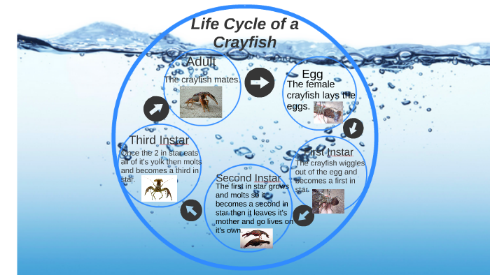 Life Cycle Of A Crayfish Diagram - vrogue.co