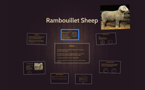 sheep rambouillet