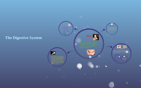 The Digestive System by Momin Ali on Prezi