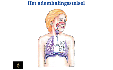 Het ademhalingsstelsel by