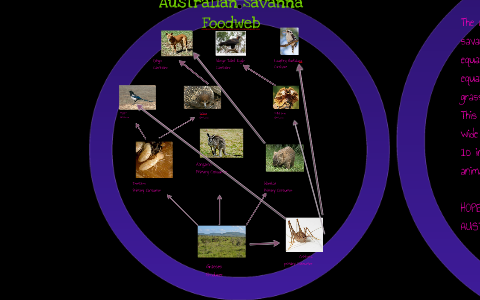 Australian Savanna Foodweb by Lorin G on Prezi