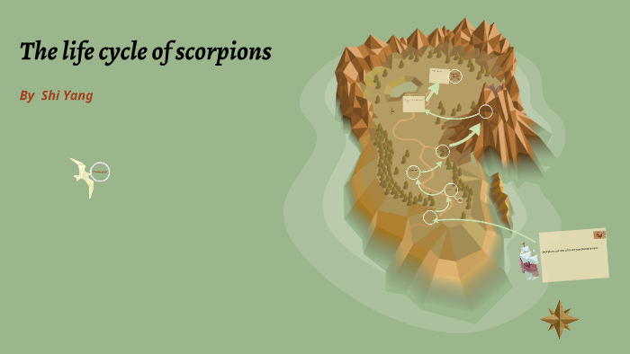 Scorpion Life Cycle Diagram