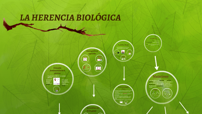 LA HERENCIA BIOLÓGICA By Ana Royán On Prezi