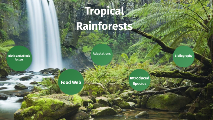 Habitats and Interactions Rainforest by Kevin Luu on Prezi