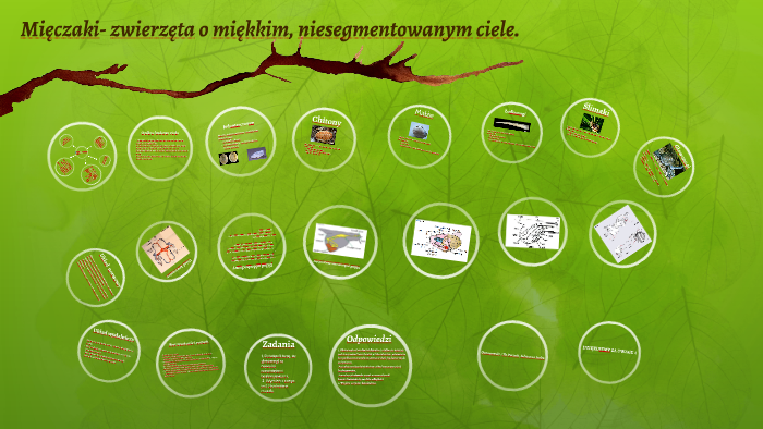 Mięczaki- zwierzęta o miękkim, niesegmentowanym ciele. by nero1141 ner