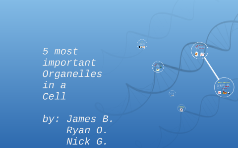 what is the most important organelle in a cell