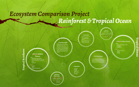 Ecosystem Comparison Project: Rainforest & Tropical Ocean by Diego ...