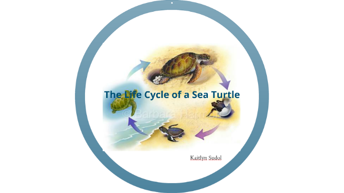 Life Cycle of a Sea Tutle by Kaitlyn Sudol on Prezi