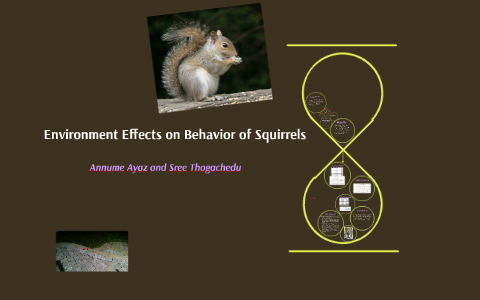 Squirrel Behavior Patterns Squirrel Behavior by on Prezi