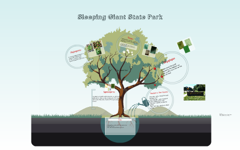 Sleeping Giant State Park By Jenna Bird   Zhlsz6ieuavur3qpexsaghn3yd6jc3sachvcdoaizecfr3dnitcq 3 0 