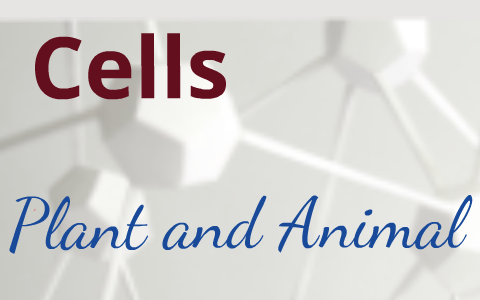 plant and animal cells by Emma Gill on Prezi