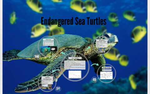 Endangered Sea Turtles by Mickenzie White on Prezi