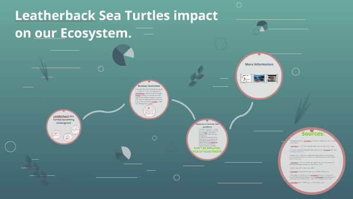 Leatherback Sea Turtles impact on our Ecosystem. by Faith Kretzer on Prezi